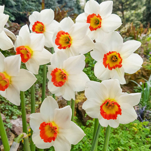 Colin's Joy Daffodil Narcissus Bulbs Blooms Species Growing Bonsai Roots Rhizomes Corms Tubers Potted Planting Reblooming Fragrant Garden Flower Seeds Plant