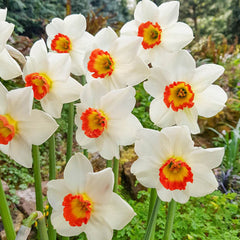 Colin's Joy Daffodil Narcissus Bulbs Blooms Species Growing Bonsai Roots Rhizomes Corms Tubers Potted Planting Reblooming Fragrant Garden Flower Seeds Plant
