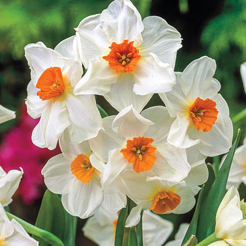 Geranium Daffodil Narcissus Bulbs Blooms Species Growing Bonsai Roots Rhizomes Corms Tubers Potted Planting Reblooming Fragrant Garden Flower Seeds Plant