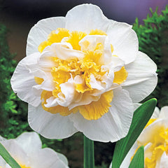 White Lion Daffodil Narcissus Bulbs Blooms Species Growing Bonsai Roots Rhizomes Corms Tubers Potted Planting Reblooming Fragrant Garden Flower Seeds Plant - Seedsplant