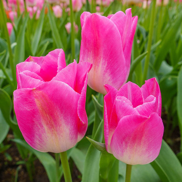 Dynasty Tulip Bulbs Blooms Species Growing Bonsai Roots Rhizomes Corms Tubers Potted Planting Reblooming Fragrant Garden Flower Seeds Plant