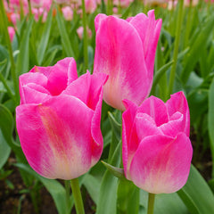 Dynasty Tulip Bulbs Blooms Species Growing Bonsai Roots Rhizomes Corms Tubers Potted Planting Reblooming Fragrant Garden Flower Seeds Plant