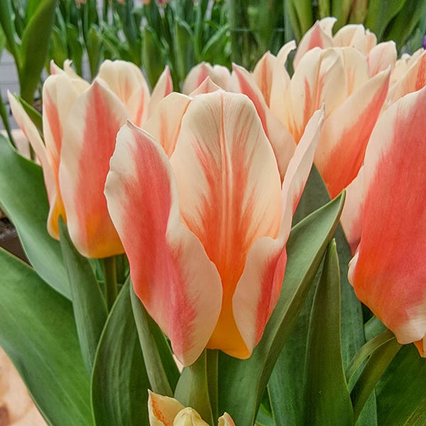 Quebec Tulip Bulbs Blooms Species Growing Bonsai Roots Rhizomes Corms Tubers Potted Planting Reblooming Fragrant Garden Flower Seeds Plant