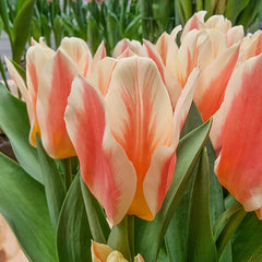 Quebec Tulip Bulbs Blooms Species Growing Bonsai Roots Rhizomes Corms Tubers Potted Planting Reblooming Fragrant Garden Flower Seeds Plant