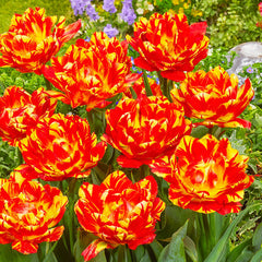 Abba Dream Tulip Bulbs Blooms Species Growing Bonsai Roots Rhizomes Corms Tubers Potted Planting Reblooming Fragrant Garden Flower Seeds Plant