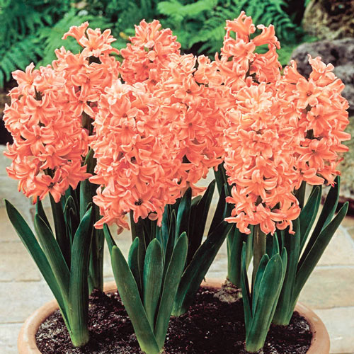 Gipsy Queen Hyacinth Bulbs Blooms Species Growing Bonsai Roots Rhizomes Corms Tubers Potted Planting Reblooming Fragrant Garden Flower Seeds Plant Gardening