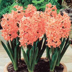 Gipsy Queen Hyacinth Bulbs Blooms Species Growing Bonsai Roots Rhizomes Corms Tubers Potted Planting Reblooming Fragrant Garden Flower Seeds Plant Gardening