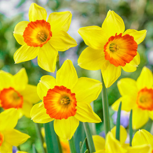Loveday Daffodil Narcissus Bulbs Blooms Species Growing Bonsai Roots Rhizomes Corms Tubers Potted Planting Reblooming Fragrant Garden Flower Seeds Plant