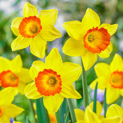 Loveday Daffodil Narcissus Bulbs Blooms Species Growing Bonsai Roots Rhizomes Corms Tubers Potted Planting Reblooming Fragrant Garden Flower Seeds Plant - Seedsplant