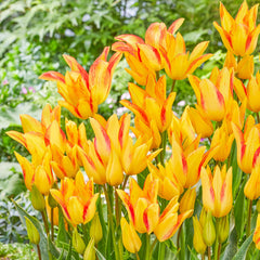 Royal Georgette Tulip Bulbs Blooms Species Growing Bonsai Roots Rhizomes Corms Tubers Potted Planting Reblooming Fragrant Garden Flower Seeds Plant - Seedsplant