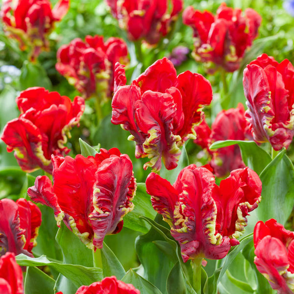 Seadov Parrot Tulip Bulbs Blooms Species Growing Bonsai Roots Rhizomes Corms Tubers Potted Planting Reblooming Fragrant Garden Flower Seeds Plant