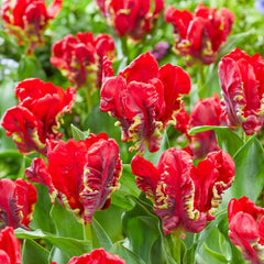 Seadov Parrot Tulip Bulbs Blooms Species Growing Bonsai Roots Rhizomes Corms Tubers Potted Planting Reblooming Fragrant Garden Flower Seeds Plant - Seedsplant