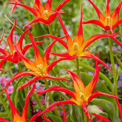 Go Go Red Tulip Bulbs Blooms Species Growing Bonsai Roots Rhizomes Corms Tubers Potted Planting Reblooming Fragrant Garden Flower Seeds Plant