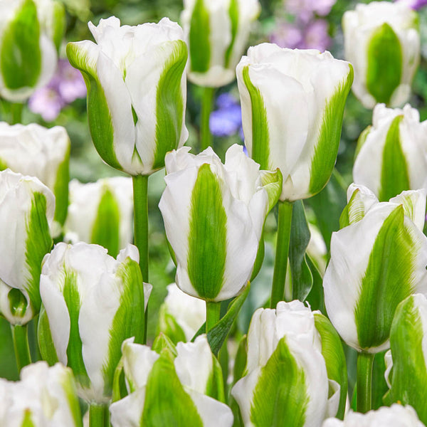 Green Light Tulip Bulbs Blooms Species Growing Bonsai Roots Rhizomes Corms Tubers Potted Planting Reblooming Fragrant Garden Flower Seeds Plant