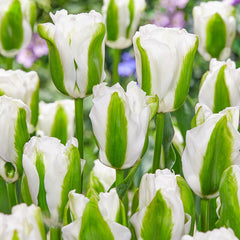 Green Light Tulip Bulbs Blooms Species Growing Bonsai Roots Rhizomes Corms Tubers Potted Planting Reblooming Fragrant Garden Flower Seeds Plant - Seedsplant