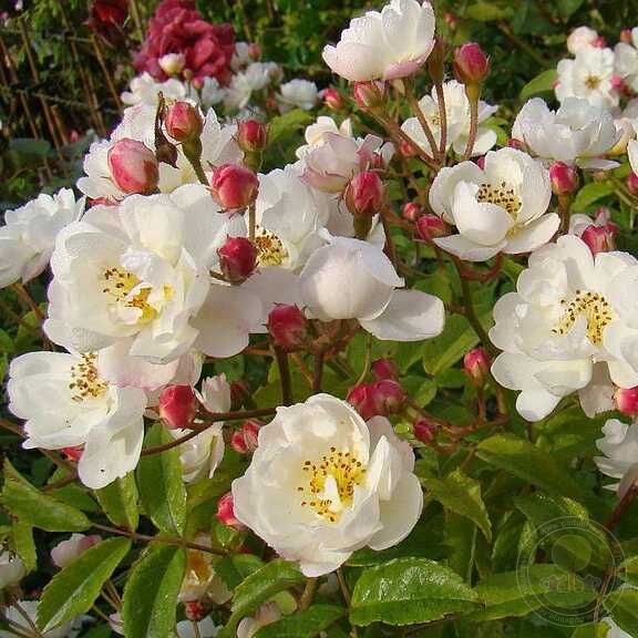 Dentelle de Bruges Rose Seedlings Flower Seeds Perennial Growing Bonsai Corms Tubers Potted Planting Reblooming Fragrant Garden Roots Rhizomes Species Blooms Plant Bulbs Gardening Tree - Seedsplant
