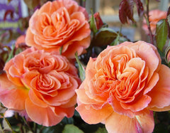 François Mauriac Rose Seedlings Flower Seeds Perennial Growing Bonsai Corms Tubers Potted Planting Reblooming Fragrant Garden Roots Rhizomes Species Blooms Plant Bulbs Gardening Tree - Seedsplant