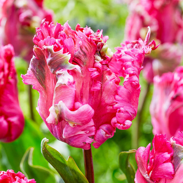 Power Parrot Tulip Bulbs Blooms Species Growing Bonsai Roots Rhizomes Corms Tubers Potted Planting Reblooming Fragrant Garden Flower Seeds Plant