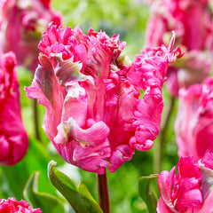 Power Parrot Tulip Bulbs Blooms Species Growing Bonsai Roots Rhizomes Corms Tubers Potted Planting Reblooming Fragrant Garden Flower Seeds Plant