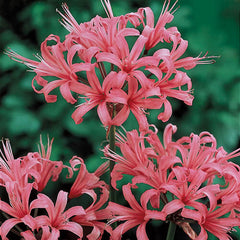 Surprise Lycoris Spider Lilies Bulbs Radiata Hurricane Lily Cluster Amayllis Growing Bonsai Roots Rhizomes Corms Tubers Potted Planting Reblooming Fragrant Garden Species Blooms Flower Seeds Plant Gardening