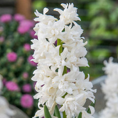 Snow Drift UltraDouble Hyacinth Bulbs Blooms Species Growing Bonsai Roots Rhizomes Corms Tubers Potted Planting Reblooming Fragrant Garden Flower Seeds Plant Gardening