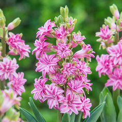 Rainbow Road UltraDouble Hyacinth Bulbs Blooms Species Growing Bonsai Roots Rhizomes Corms Tubers Potted Planting Reblooming Fragrant Garden Flower Seeds Plant Gardening