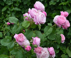 Soeur Rose Seedlings Flower Seeds Perennial Growing Bonsai Corms Tubers Potted Planting Reblooming Fragrant Garden Roots Rhizomes Species Blooms Plant Bulbs Gardening Tree
