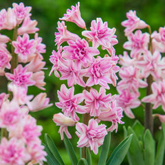 Pink Diamond UltraDouble Hyacinth Bulbs Blooms Species Growing Bonsai Roots Rhizomes Corms Tubers Potted Planting Reblooming Fragrant Garden Flower Seeds Plant Gardening - Seedsplant