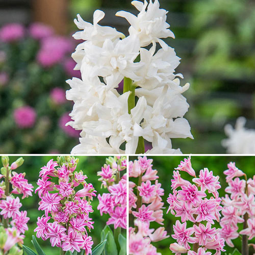 UltraDouble Hyacinth Collection Bulbs Blooms Species Growing Bonsai Roots Rhizomes Corms Tubers Potted Planting Reblooming Fragrant Garden Flower Seeds Plant Gardening