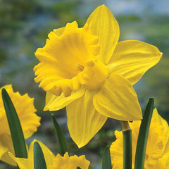 Trumpet Daffodil Improved King Alfred Narcissus Bulbs Blooms Species Growing Bonsai Roots Rhizomes Corms Tubers Potted Planting Reblooming Fragrant Garden Flower Seeds Plant