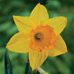 Large Cupped Daffodil Fortune Narcissus Bulbs Blooms Species Growing Bonsai Roots Rhizomes Corms Tubers Potted Planting Reblooming Fragrant Garden Flower Seeds Plant