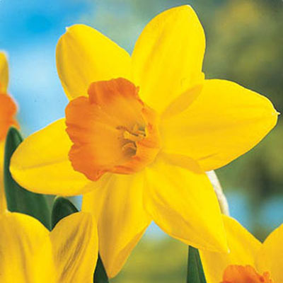 Large Cupped Daffodil Fortune Narcissus Bulbs Blooms Species Growing Bonsai Roots Rhizomes Corms Tubers Potted Planting Reblooming Fragrant Garden Flower Seeds Plant