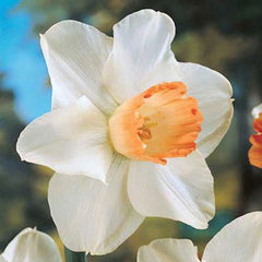 Large Cupped Daffodil Pink Pride Narcissus Bulbs Blooms Species Growing Bonsai Roots Rhizomes Corms Tubers Potted Planting Reblooming Fragrant Garden Flower Seeds Plant - Seedsplant