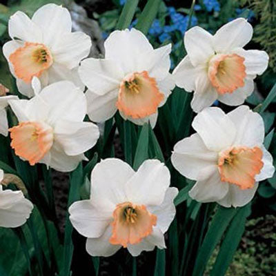Large Cupped Daffodil Pink Pride Narcissus Bulbs Blooms Species Growing Bonsai Roots Rhizomes Corms Tubers Potted Planting Reblooming Fragrant Garden Flower Seeds Plant