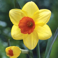 Large Cupped Daffodil Red Devon Narcissus Bulbs Blooms Species Growing Bonsai Roots Rhizomes Corms Tubers Potted Planting Reblooming Fragrant Garden Flower Seeds Plant