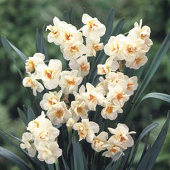 Double Daffodil Sir Winston Churchill Narcissus Bulbs Blooms Species Growing Bonsai Roots Rhizomes Corms Tubers Potted Planting Reblooming Fragrant Garden Flower Seeds Plant - Seedsplant