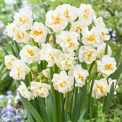 Double Daffodil Sir Winston Churchill Narcissus Bulbs Blooms Species Growing Bonsai Roots Rhizomes Corms Tubers Potted Planting Reblooming Fragrant Garden Flower Seeds Plant - Seedsplant
