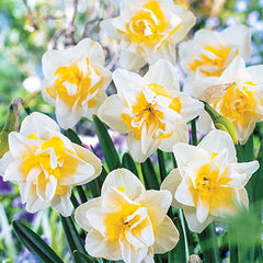 Double Daffodil White Lion Narcissus Bulbs Blooms Species Growing Bonsai Roots Rhizomes Corms Tubers Potted Planting Reblooming Fragrant Garden Flower Seeds Plant