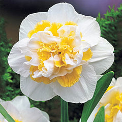 Double Daffodil White Lion Narcissus Bulbs Blooms Species Growing Bonsai Roots Rhizomes Corms Tubers Potted Planting Reblooming Fragrant Garden Flower Seeds Plant