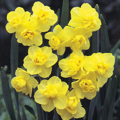 Double Daffodil Yellow Cheerfulness Narcissus Bulbs Blooms Species Growing Bonsai Roots Rhizomes Corms Tubers Potted Planting Reblooming Fragrant Garden Flower Seeds Plant