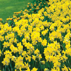Trumpet Daffodil Golden Harvest Narcissus Bulbs Blooms Species Growing Bonsai Roots Rhizomes Corms Tubers Potted Planting Reblooming Fragrant Garden Flower Seeds Plant