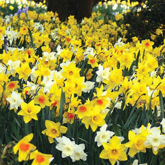Daffodil Mixed Narcissus Bulbs Blooms Species Growing Bonsai Roots Rhizomes Corms Tubers Potted Planting Reblooming Fragrant Garden Flower Seeds Plant - Seedsplant