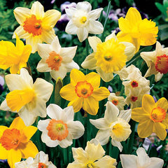 Daffodil Mixed Narcissus Bulbs Blooms Species Growing Bonsai Roots Rhizomes Corms Tubers Potted Planting Reblooming Fragrant Garden Flower Seeds Plant - Seedsplant