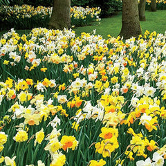 Daffodil Mixed Narcissus Bulbs Blooms Species Growing Bonsai Roots Rhizomes Corms Tubers Potted Planting Reblooming Fragrant Garden Flower Seeds Plant - Seedsplant
