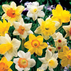 Daffodil Mixed Narcissus Bulbs Blooms Species Growing Bonsai Roots Rhizomes Corms Tubers Potted Planting Reblooming Fragrant Garden Flower Seeds Plant - Seedsplant