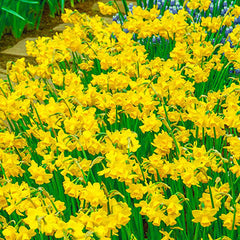 Fragrant Daffodil Jonquil Quail Narcissus Bulbs Blooms Species Growing Bonsai Roots Rhizomes Corms Tubers Potted Planting Reblooming Fragrant Garden Flower Seeds Plant
