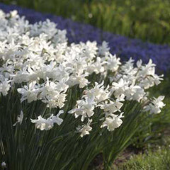 Fragrant Daffodil Thalia Narcissus Bulbs Blooms Species Growing Bonsai Roots Rhizomes Corms Tubers Potted Planting Reblooming Fragrant Garden Flower Seeds Plant