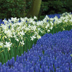 Fragrant Daffodil Thalia Narcissus Bulbs Blooms Species Growing Bonsai Roots Rhizomes Corms Tubers Potted Planting Reblooming Fragrant Garden Flower Seeds Plant