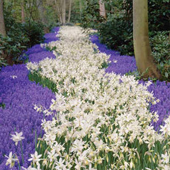 Fragrant Daffodil Thalia Narcissus Bulbs Blooms Species Growing Bonsai Roots Rhizomes Corms Tubers Potted Planting Reblooming Fragrant Garden Flower Seeds Plant