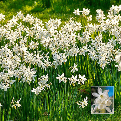 Fragrant Daffodil Thalia Narcissus Bulbs Blooms Species Growing Bonsai Roots Rhizomes Corms Tubers Potted Planting Reblooming Fragrant Garden Flower Seeds Plant